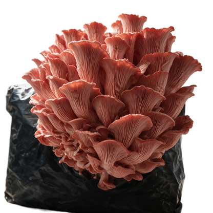 Pink Oyster (Pleurotus djamor) fruiting block, mature coral-pink cluster bursting through the front of a Lykyn 5 lb pre-colonized substrate bag, editorial product shot on transparent background