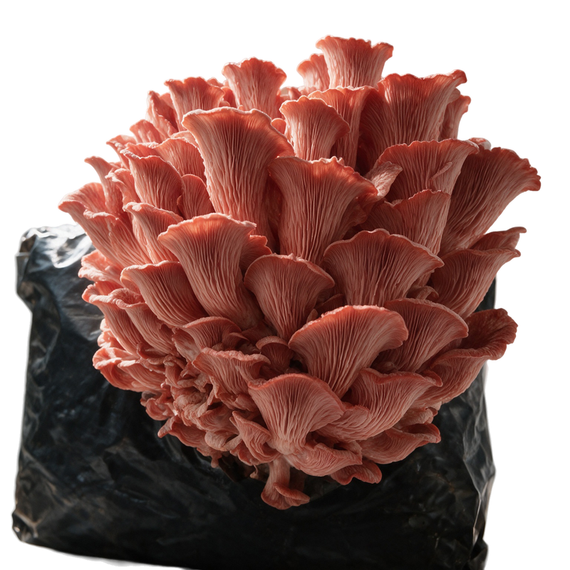 Pink Oyster Mushroom Grow Kit: 5 lb Fruiting Block