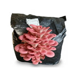 Pink Oyster Grow Kit - 5 lbs