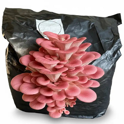 Pink Oyster Mushroom Fruiting Block - 5 lbs
