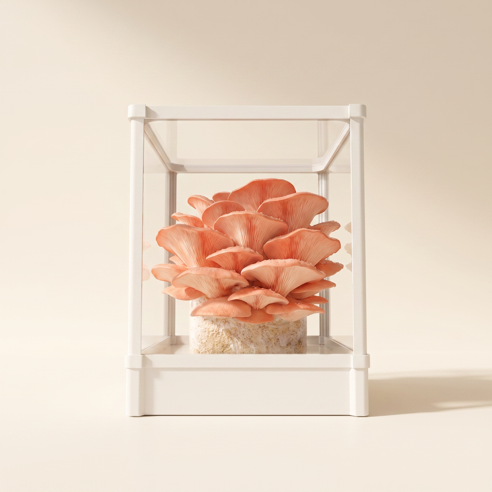 Pink oyster mushroom cluster growing inside a Lykyn bone white smart chamber