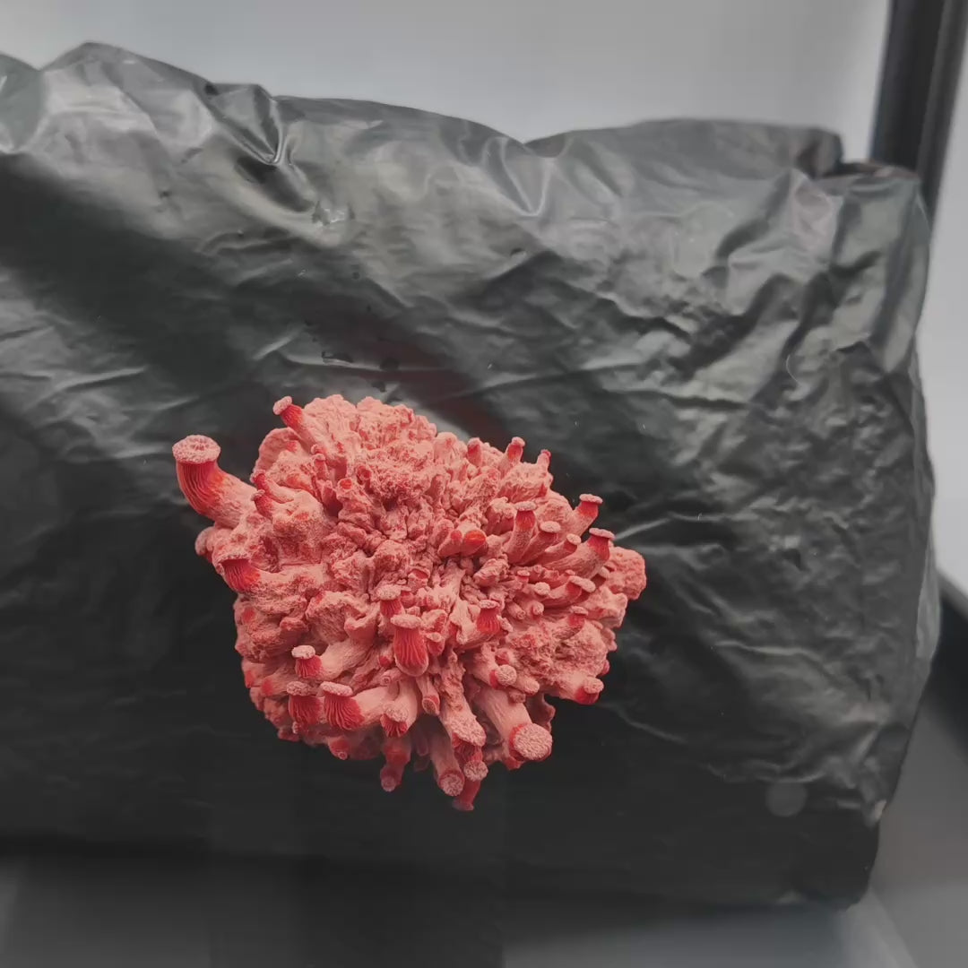Pink Oyster Grow Kit: 5 lb Fruiting Block