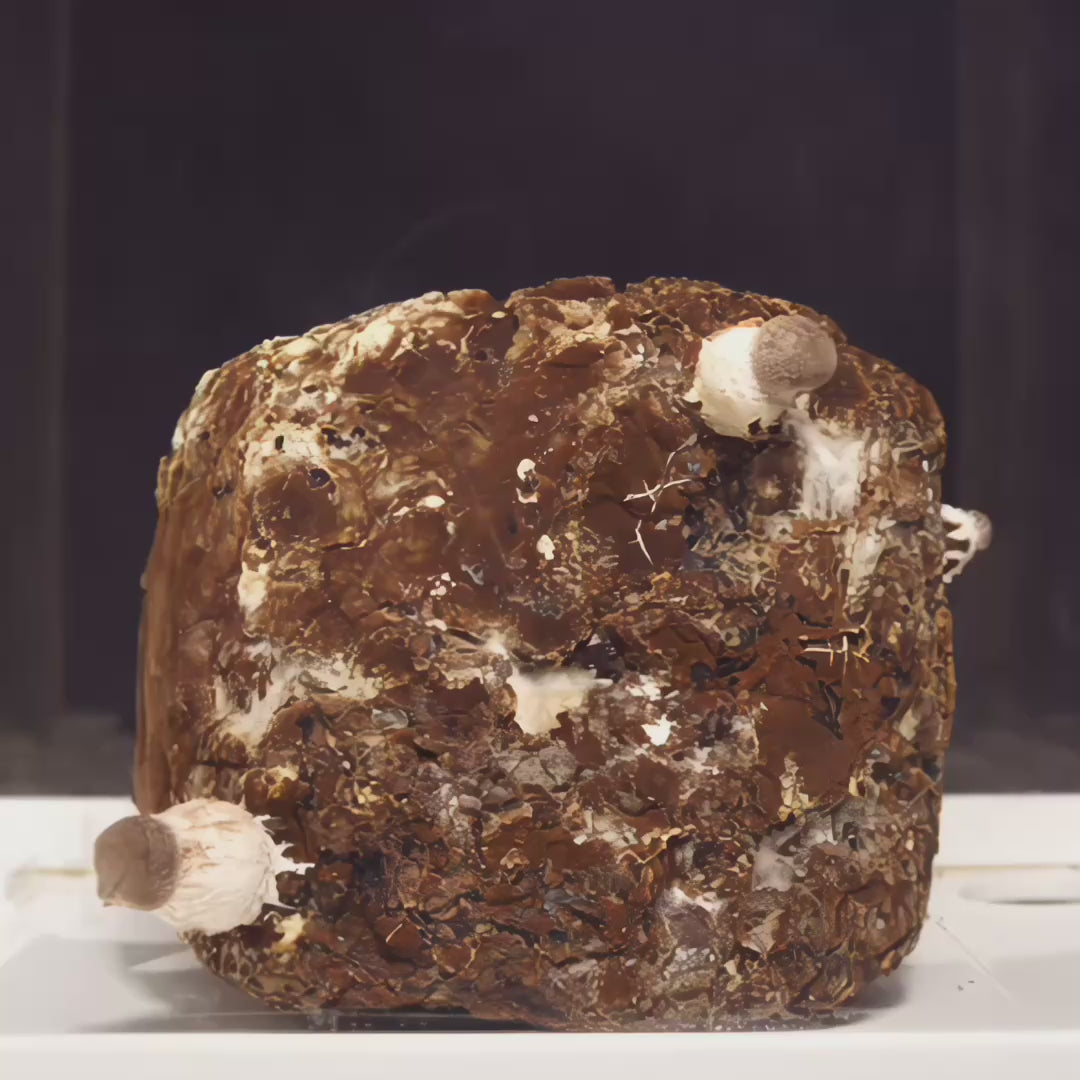 Shiitake Mushroom Grow Kit - 5 lbs