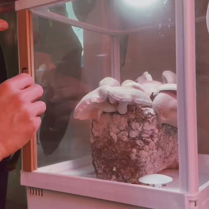 Shiitake Mushroom Grow Kit - 5 lbs