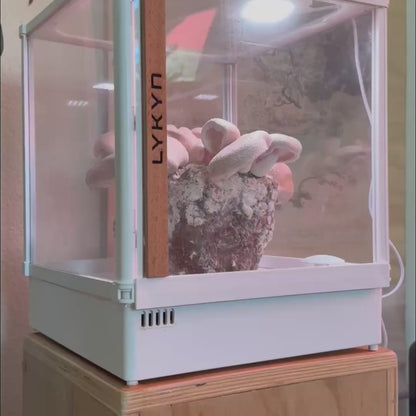 Shiitake Mushroom Grow Kit - 5 lbs