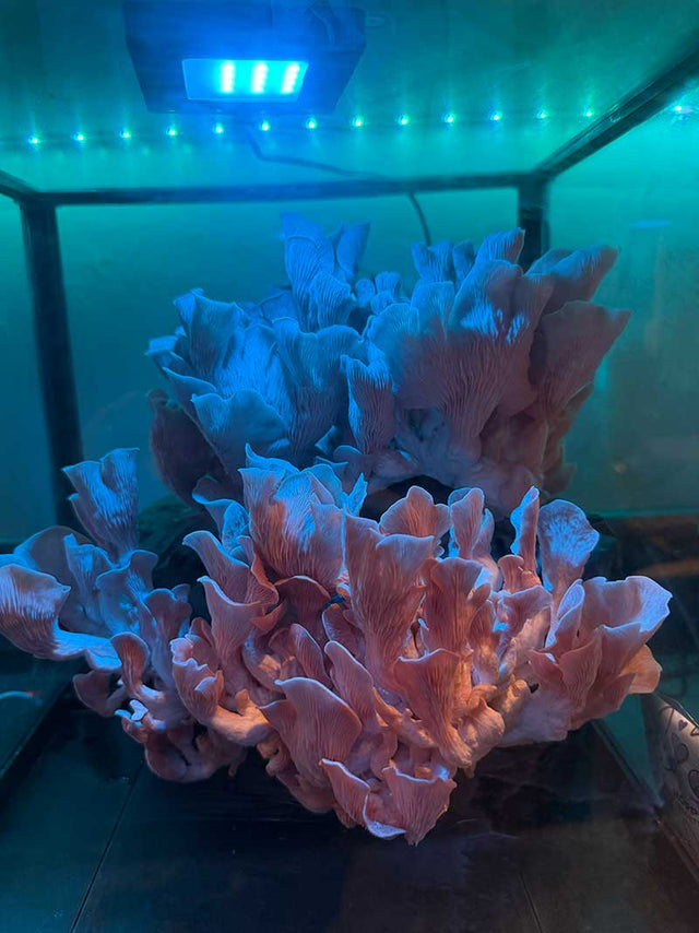 Sarah Wexler's Lykyn chamber at home