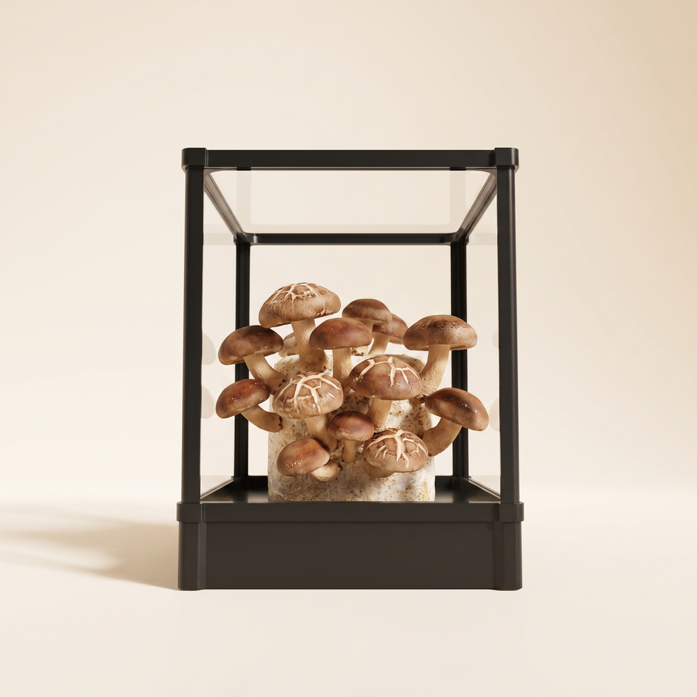 Shiitake mushroom cluster growing inside a Lykyn obsidian black smart chamber