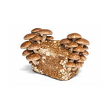 Shiitake Grow Kit - 5 lbs