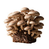 Shiitake Mushroom Grow Kit - 5 lbs