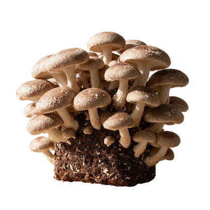 Shiitake (Lentinula edodes) fruiting block, mature cluster of tan-to-chestnut caps with matte cracked surfaces growing from a Lykyn 5 lb pre-colonized hardwood sawdust substrate, editorial product shot on transparent background